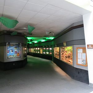 Reptiles and Amphibians - 1st and 2nd Exhibit Halls
