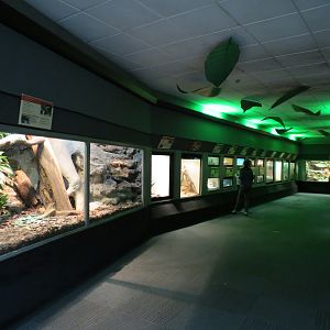 Reptiles and Amphibians - 1st Exhibit Hall