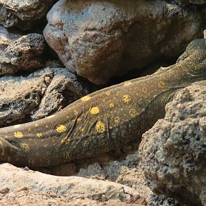 Reptiles and Amphibians - Crocodile Monitor