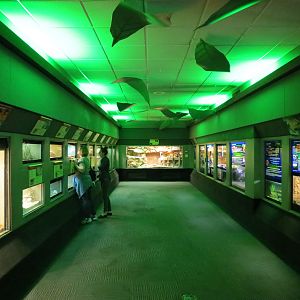 Reptiles and Amphibians - 1st Exhibit Hall