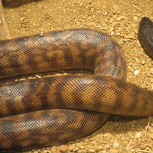 Reptiles and Amphibians - Black-headed Python
