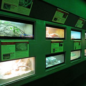 Reptiles and Amphibians - 1st Exhibit Hall