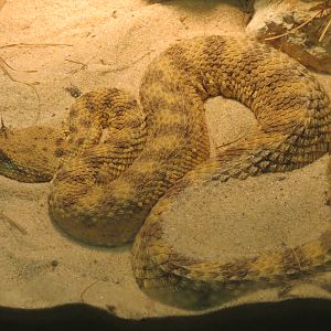 Reptiles and Amphibians - Sahara Horned Viper