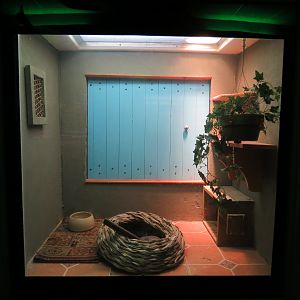 Reptiles and Amphibians - Moroccan Cobra Exhibit