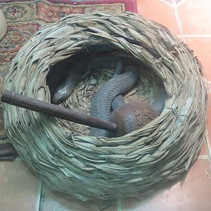 Reptiles and Amphibians - Moroccan Cobra