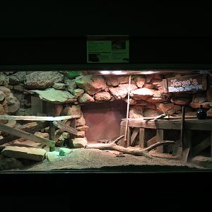 Reptiles and Amphibians - Mexican Beaded Lizard Exhibit