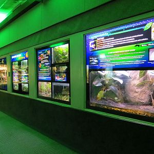 Reptiles and Amphibians - 1st Exhibit Hall