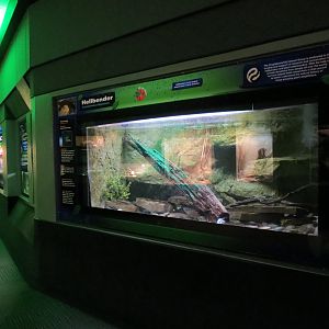 Reptiles and Amphibians - 1st Exhibit Hall