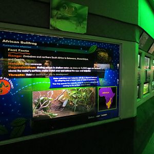 Reptiles and Amphibians - 2nd Exhibit Hall
