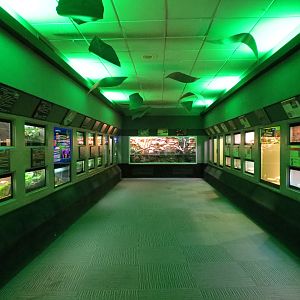 Reptiles and Amphibians - 2nd Exhibit Hall