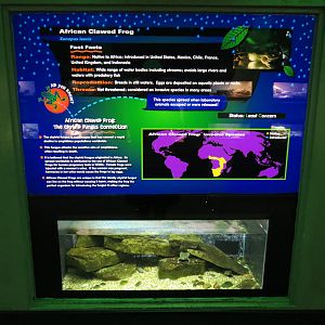 Reptiles and Amphibians - African Clawed Frog Exhibit