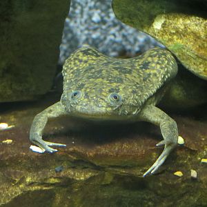 Reptiles and Amphibians - African Clawed Frog