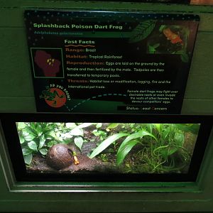 Reptiles and Amphibians - Splashback Poison Dart Frog Exhibit