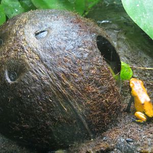 Reptiles and Amphibians - Splashback Poison Dart Frog