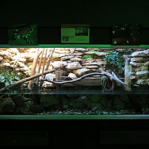 Reptiles and Amphibians - Sailfin Lizard Exhibit