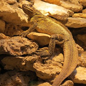 Reptiles and Amphibians - Sailfin Lizard
