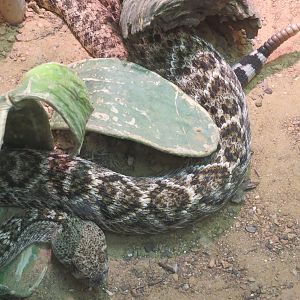 Reptiles and Amphibians - Western Diamondback Rattlesnake