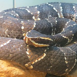 Reptiles and Amphibians - Taylor's Cantil