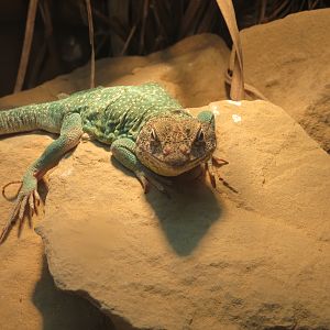 Reptiles and Amphibians - Collared Lizard