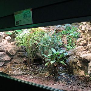 Reptiles and Amphibians - Burmese Python Exhibit