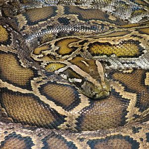 Reptiles and Amphibians - Burmese Python