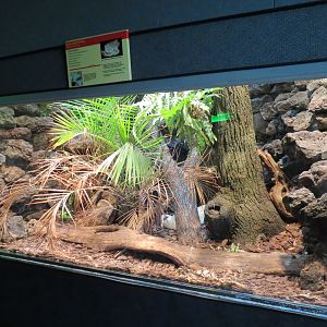 Reptiles and Amphibians - Reticulated Python Exhibit