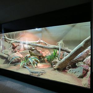 Reptiles and Amphibians - Perentie Monitor Exhibit