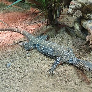 Reptiles and Amphibians - Perentie Monitor