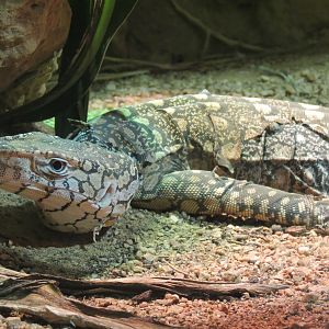 Reptiles and Amphibians - Perentie Monitor