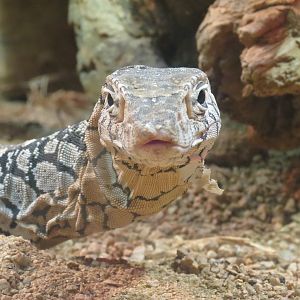 Reptiles and Amphibians - Perentie Monitor