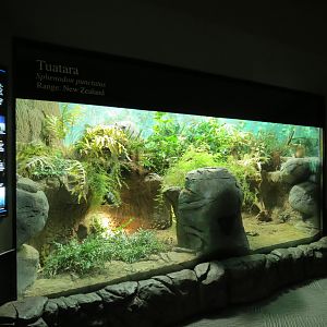 Reptiles and Amphibians - Tuatara Exhibit