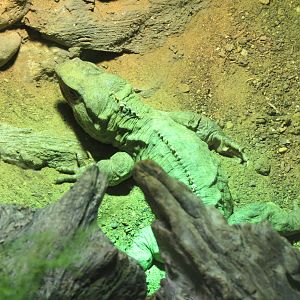 Reptiles and Amphibians - Tuatara