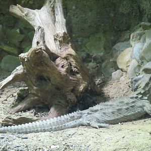 Reptiles and Amphibians - Tuatara