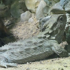 Reptiles and Amphibians - Tuatara