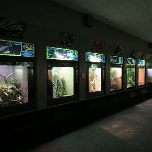 Reptiles and Amphibians - 3rd Exhibit Hall