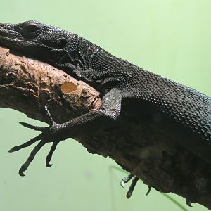 Reptiles and Amphibians - Black Tree Monitor