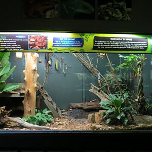 Reptiles and Amphibians - Bushmaster Exhibit