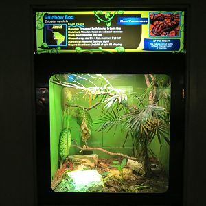 Reptiles and Amphibians - Rainbow Boa Exhibit