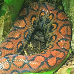 Reptiles and Amphibians - Rainbow Boa
