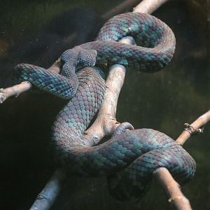 Reptiles and Amphibians - Beautiful Pit Viper