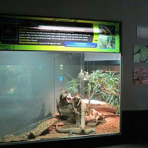 Reptiles and Amphibians - Komodo Dragon Exhibit