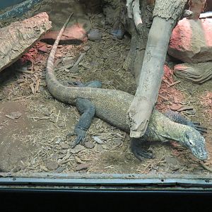 Reptiles and Amphibians - Komodo Dragon