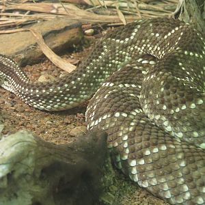 Reptiles and Amphibians - Neotropical Rattlesnake
