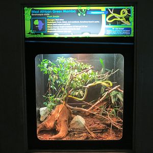 Reptiles and Amphibians - West African Green Mamba Exhibit