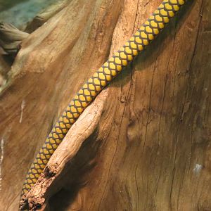 Reptiles and Amphibians - West African Green Mamba