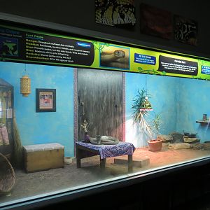 Reptiles and Amphibians - King Cobra Exhibit