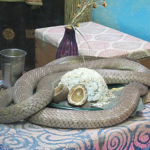 Reptiles and Amphibians - King Cobra