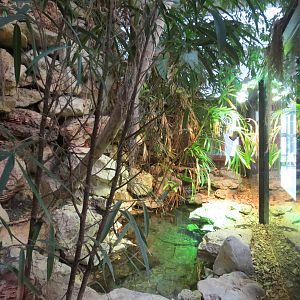 Reptiles and Amphibians - Chinese Alligator Exhibit