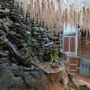 Reptiles and Amphibians - Ghosts of the Bayou - American Alligator Exhibit