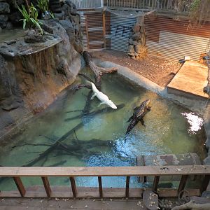Reptiles and Amphibians - Ghosts of the Bayou - American Alligator Exhibit